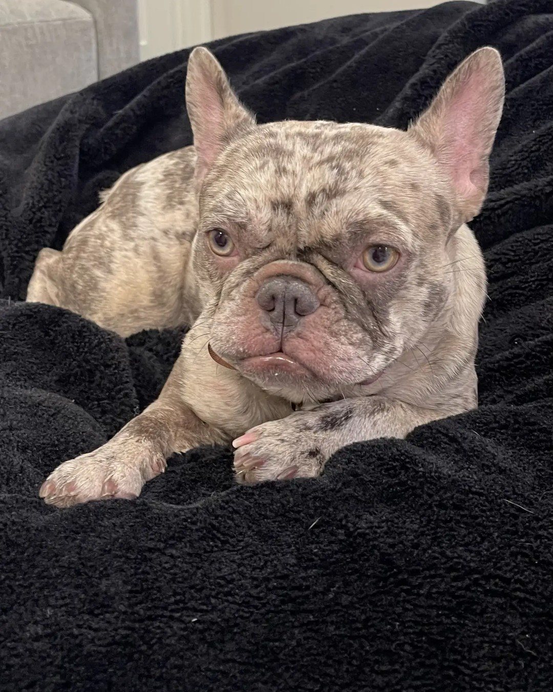 Maggie, French Bulldog
